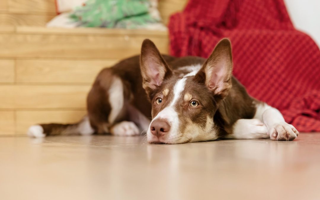 pet friendly flooring in Albuquerque
